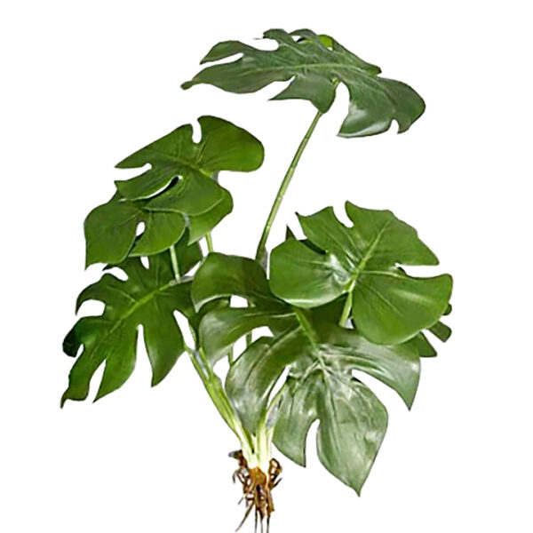 Φύλλα Monstera Με Ρίζα, 50cm