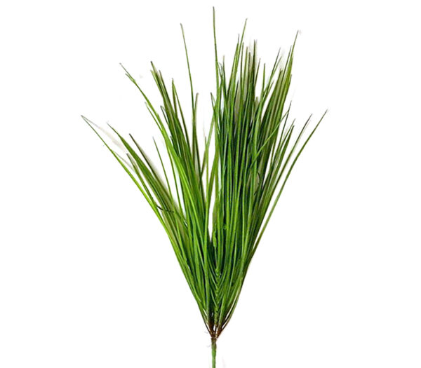 Monkey grass, 52cm