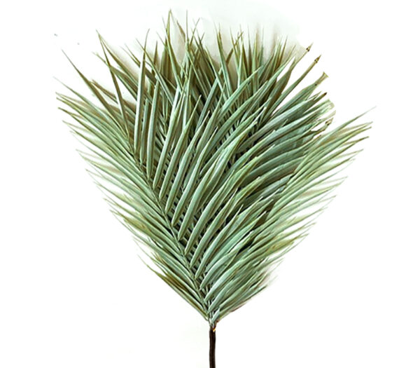 Φύλλα Φοίνικα “Areca “σε Μάτσο,52cm