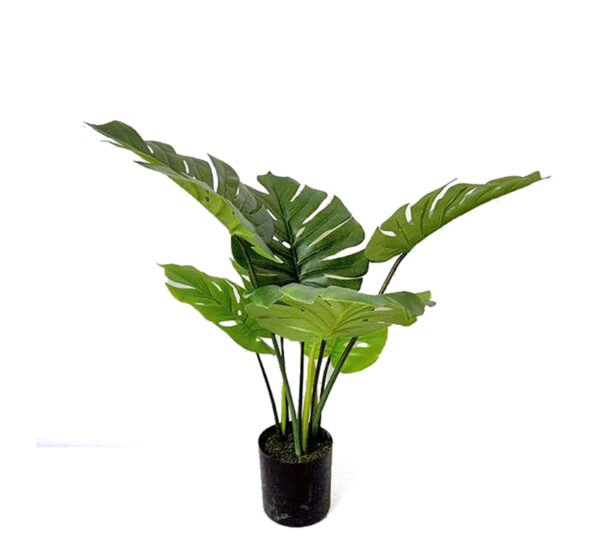 Φυτό Monstera Σε Κασπώ, 60cm